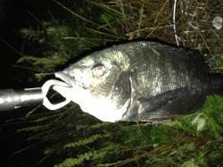 大阪南港の河川でルアー釣り、真チヌがヒット…