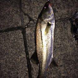 須磨周辺河口にてライトタックルでキビレ&シーバス