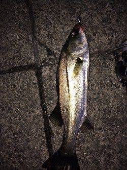 須磨周辺河口にてライトタックルでキビレ&シーバス