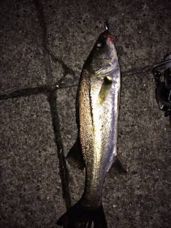 須磨周辺河口にてライトタックルでキビレ&a…