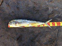 白浜周辺　ルアーでシイラ91cm☆