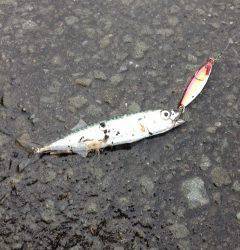 深日でライトジギング〜小サバの大群がいました