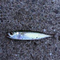 須磨周辺のアジングは小サバに邪魔され。。。