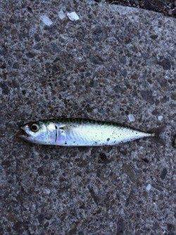 須磨周辺のアジングは小サバに邪魔され。。。