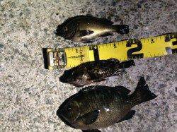 南芦屋浜で電気浮き釣り〜メバル・ガシラ・グレの釣果