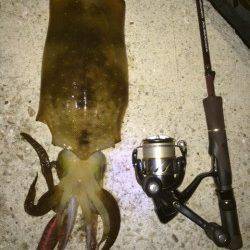 須磨でエギング〜シャクリ続けて苦節４ヶ月やっと春イカ釣れました！