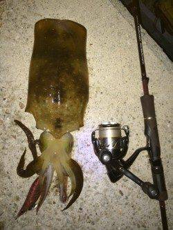 須磨でエギング〜シャクリ続けて苦節４ヶ月やっと春イカ釣れました！