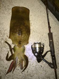 須磨でエギング〜シャクリ続けて苦節４ヶ月や…