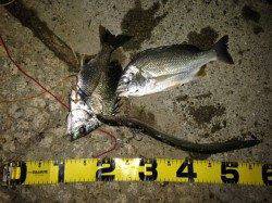 武庫川河口　ぶっこみでウナギ・キビレの釣果