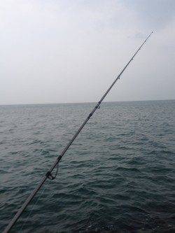 夕方の時合のキス釣果〜淡輪の外向きテトラに小物狙いでエントリー