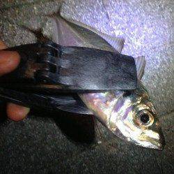 大阪南港周辺アジング、表層～中層でHIT〜ボトム付近を攻めサイズUP