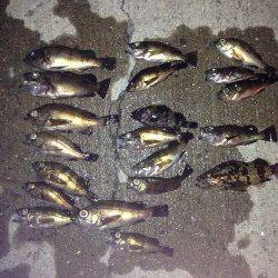 鳥取ノ荘でメバリング〜湾内で活性が高く入れ食い状態でした♪