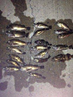 鳥取ノ荘でメバリング〜湾内で活性が高く入れ食い状態でした♪