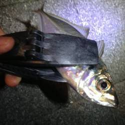 大阪南港周辺アジング、表層～中層でHIT〜…