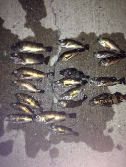 鳥取ノ荘でメバリング〜湾内で活性が高く入れ…