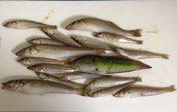 キス釣りで貝塚周辺をランガン〜数釣りできました