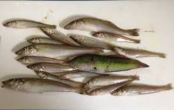 キス釣りで貝塚周辺をランガン〜数釣りできま…