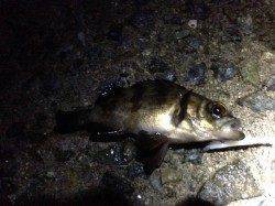 鳥取ノ荘にてメバリングデビュー♪