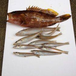 香住東港　遠投の投げ釣りでアコウ＆キス