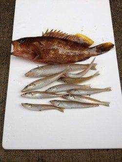 香住東港　遠投の投げ釣りでアコウ＆キス