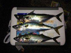 アジュール舞子　引き釣りのサバは復調か