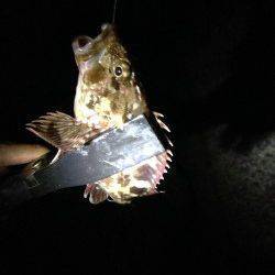 忠岡　アコウ狙い釣行もガシラ7尾の釣果