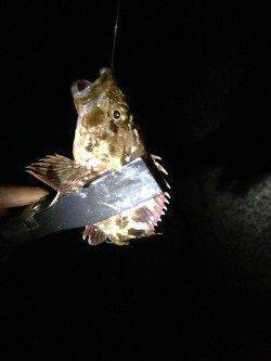 忠岡　アコウ狙い釣行もガシラ7尾の釣果