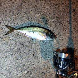 常夜灯でのアジング〜ポーアイ北でドラグイッパイ鳴らす事出来ました