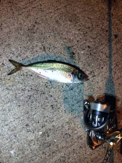 常夜灯でのアジング〜ポーアイ北でドラグイッ…