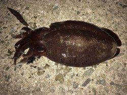 飾磨～広畑周辺のエギングでモンゴウイカ、かなりの引きで楽しめました