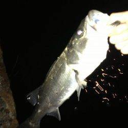 大阪湾奥エリアでシーバス&キビレ〜まだバチ抜けはいけそうです！