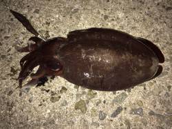 飾磨～広畑周辺のエギングでモンゴウイカ、か…