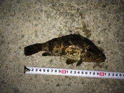 鳥取ノ荘でのメバリングでタケノコメバルの釣果