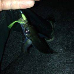 加太でアジング2時間半で5匹〜渋かったです