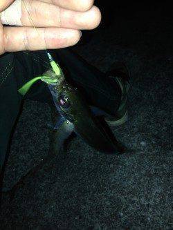 加太でアジング2時間半で5匹〜渋かったです