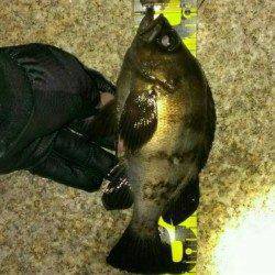 舞子でメバリング〜ドラグを鳴らす引きの丸々したメバルがヒット