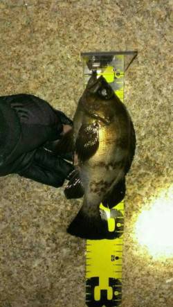 舞子でメバリング〜ドラグを鳴らす引きの丸々…