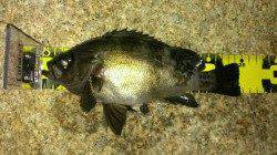 舞子のメバリングでお腹の中バチでいっぱいのメバル