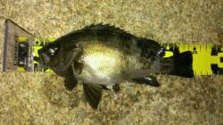 舞子のメバリングでお腹の中バチでいっぱいの…