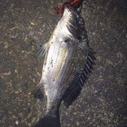 和歌川河口にてチニング〜濁りの中赤系のワームでキビレ・チヌ