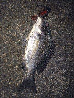 和歌川河口にてチニング〜濁りの中赤系のワームでキビレ・チヌ