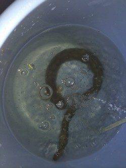 紀ノ川河口ぶっこみでウナギ自己最大サイズがヒット