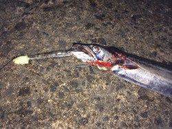 北港でタチウオ釣り〜合計6本、今後はサイズUPに期待