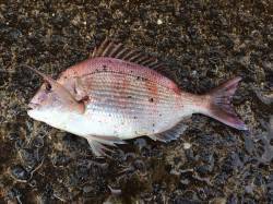 ジギングでハマチを狙って北港へ、カゴ釣りで…