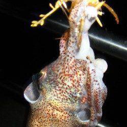 小浜エリア 夕間詰めから朝間詰めエギング〜日の出前キロUPコウイカHIT