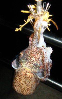 小浜エリア 夕間詰めから朝間詰めエギング〜日の出前キロUPコウイカHIT