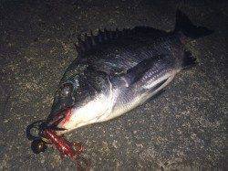 和歌川河口にてチニング〜濁りの中赤系のワームでキビレ・チヌ