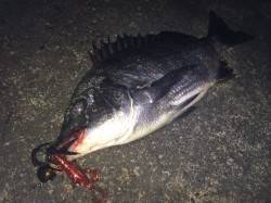 和歌川河口にてチニング〜濁りの中赤系のワー…