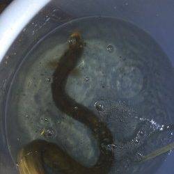 紀ノ川河口ぶっこみでウナギ自己最大サイズがヒット