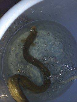 紀ノ川河口ぶっこみでウナギ自己最大サイズがヒット